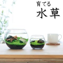 ��Ă鐅�� �A�N�A���E�� L�T�C�Y �ϗt�A��