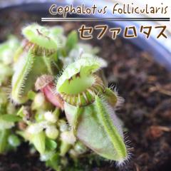 �\��̔� �s�v�c�ȐH���A�� �Z�t�@���^�X �H���A�� �t�N�����L�m�V�^ 3.5����  dsy 6�����{�ȍ~����