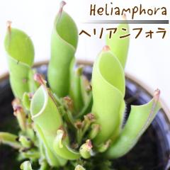 �\��̔� �s�v�c�ȐH���A�� �w���A���t�H�� �H���A�� 3.5���� dsy 6�����{�ȍ~����