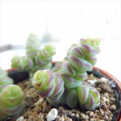 �����A�� hm�N���b�X�� ���� �����A�� �N���b�X�� 6cm�|�b�g