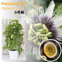 �\��̔� �p�b�V�����t���[�c 6���� ���t�� 3���ȏ� �������� ���A�� �N�_���m�g�P�C�\�E �ʎ��c �M�щʎ� ���v�� 6����{�ȍ~����