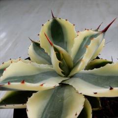 �����A�� ca�A�K�x �X�[�p�[�N���E�� �������� �����A�� �A�K�x 3.5���|�b�g
