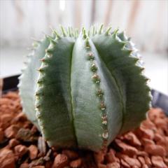 �����A�� sd���[�t�H���r�A �J�����I�� �w�����b�g �����A�� �R�[�f�b�N�X 9cm�|�b�g