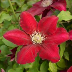 �\��̔� �N���}�`�X �c ���x�b�J ���炫��֌n 2�N���� �[���劔 12cm�|�b�g clm 3����{�ȍ~����