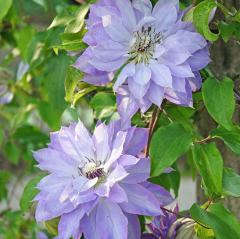 �\��̔� �N���}�`�X �c �V���i�Ă����j�p�e���X�n 2�N���� �[���劔 12cm�|�b�g clm 3����{�ȍ~����