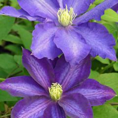 �\��̔� �N���}�`�X �c �_�j�G���f�����_ �p�e���X�����k�M�m�[�T�n 2�N���� �[���劔 12cm�|�b�g clm 3����{�ȍ~����