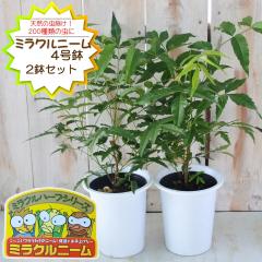 �j�[�� �c �~���N���j�[�� 2���Z�b�g 4���� ������ ������ �j�[���̖� �n�[�u�c Herb