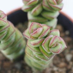 �����A�� hm�N���b�X�� ���쐯 �����A�� �N���b�X�� 6cm�|�b�g
