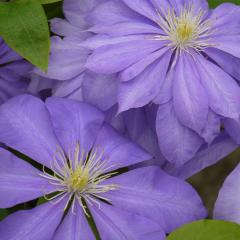 �\��̔� �N���}�`�X �c �J�E���e�X�I�u���u���[�X �p�e���X�����k�M�m�[�T�n 2�N���� �[���劔 12cm�|�b�g clm 3����{�ȍ~����