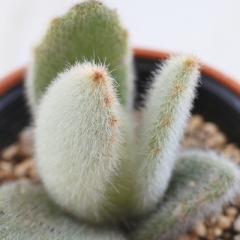 �����A�� hm�J�����R�G �A���S���e �����A�� �J�����R�G 6cm�|�b�g