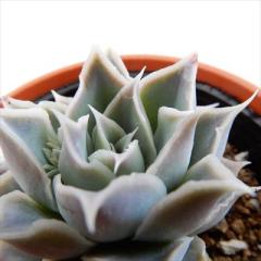 �����A�� hm�G�P�x���A �V�������X���O�i�T���`���X �����A�� �G�P�x���A 6cm�|�b�g