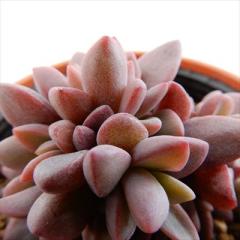 �����A�� hm�G�P�x���A ���Y���[ �����A�� �G�P�x���A 6cm�|�b�g