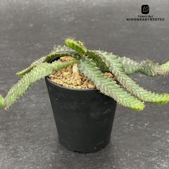 �����A�� ca���[�t�H���r�A �� �����A�� ���[�t�H���r�A 9cm�|�b�g