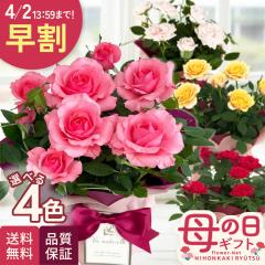 �_ ���� �^ ��̓� �v���[���g �I�ׂ� �~�j�o�� �X�^�[���[�Y 4�F 4���� �������� ��̓��M�t�g �� ���A�� �o�� ���{�ԃL����