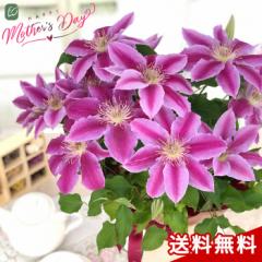 �_ ���� �^ ��̓� �v���[���g �N���}�`�X �h�N�^�[���b�y�� 5���� �������� ��̓��M�t�g �� ���A�� ���{�ԃL����