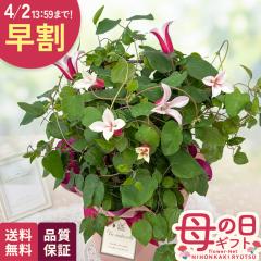 �_ ���� �^ ��̓� �v���[���g �N���}�`�X �G�[���t�N�V�} 5���� �������� ��̓��M�t�g �� ���A�� ���{�ԃL����