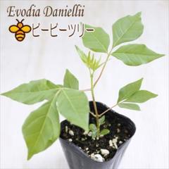 �r�[�r�[�c���[ 9cm�|�b�g �����A�� �c�� �Ԗ�