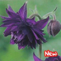 h̍炭 ANCMA c u[o[ 9cm|bg N K[fjO ԕc hc hys3