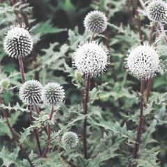 �\��̔� �h�����̍炭�� �G�L�m�v�X �c �A�[�N�e�B�b�N�O���[ 9cm�|�b�g ���N�� �K�[�f�j���O �ԕc �h�����c hys3 3�����{�ȍ~����