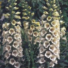 h̍炭 WM^X c LbgN[ 9cm|bg N K[fjO ԕc hc hys3