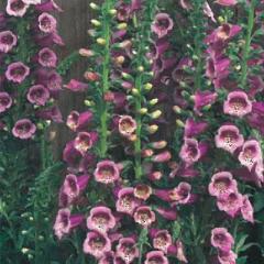 h̍炭 WM^X c Lbg[Y 9cm|bg N K[fjO ԕc hc hys3