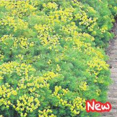 �\��̔� �h�����̍炭�� ���[�t�H���r�A �c �L�p���b�V�A�X 9cm�|�b�g ���N�� �K�[�f�j���O �ԕc �h�����c hys3 3�����{�ȍ~����