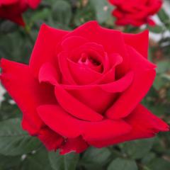 �\��̔� �o���c �o����c ��� �C���O���b�g�E�o�[�O�}�� �l�G�炫 �K�N �΂� �C���O���b�h�o�[�O�}�� �� troe 12�����{�ȍ~����