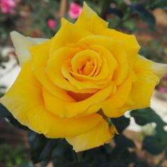 \̔ oc oc  S[fGu lG炫 KN ΂ F troe 12{ȍ~