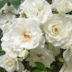 \̔ oc oc  ACXo[O lG炫 KN ΂  troe 12{ȍ~