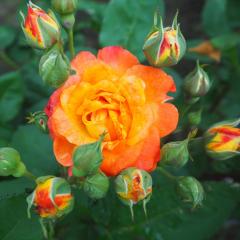 \̔ oc oc o ӂꑾ ӂꂾ KN ΂ IW troe 12{ȍ~