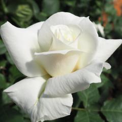 \̔ oc oc o pXJ KN ΂  troe 12{ȍ~