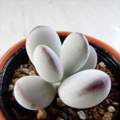 �����A�� hm�R�`���h�� �ӂ����疺 �����A�� �R�`���h�� 6cm�|�b�g