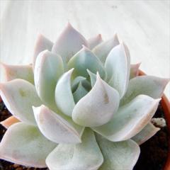 A hmZ_ XAxIX A Z_ 6cm|bg