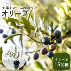 �I�ׂ�I���[�u �c 10.5cm�|�b�g �ϗt�A�� �I���[�u�̖� �V���{���c���[ ��� �ʎ��c mto