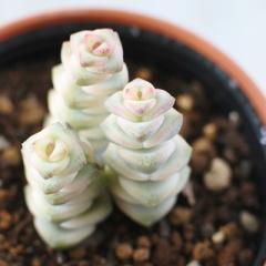 �����A�� hm�N���b�X�� �t�@���^�W�[ �����A�� �N���b�X�� 6cm�|�b�g