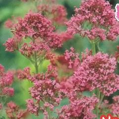 h̍炭 ZgTX c [[bgi[Ybhj9cm|bg N K[fjO ԕc hc hys3