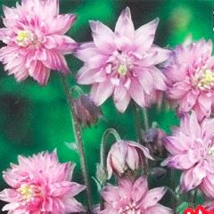 h̍炭 ANCMA c [Yo[ 9cm|bg N K[fjO ԕc hc hys3