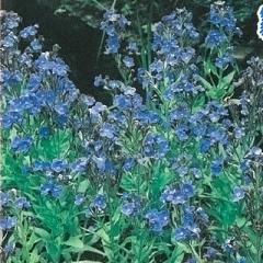 �\��̔� �h�����̍炭�� �A���`���[�T �c �A�Y���A 9cm�|�b�g ���N�� �K�[�f�j���O �ԕc �h�����c hys3 3�����{�ȍ~����