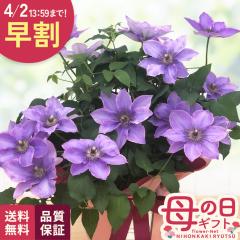 �_ ���� �^ ��̓� �v���[���g �N���}�`�X �~�[�b�g�u���[ 5���� �������� ��̓��M�t�g �� ���A�� ���{�ԃL����