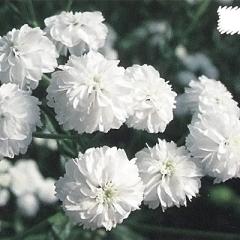 h̍炭 ALA c mubT 9cm|bg N K[fjO ԕc hc hys4