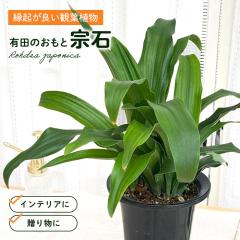 �ϗt�A�� �L�c ������ ���N�� �@�� 5.5���� �I���g ���z���j�� �V�z�j�� �������� �ϗt�A�� ���蕨 �v���[���g �C���e���A �������