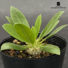 �����A�� ca�p�L�|�f�B�E�� �b����΂� ���� �����A�� �u���r�J�E�� �R�[�f�b�N�X 7.5cm�|�b�g