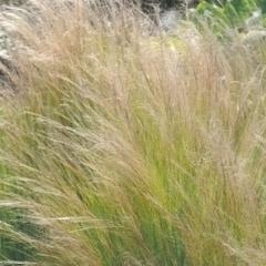 h̍炭 XeBp c GWFwA[ 9cm|bg N K[fjO ԕc hc hys3