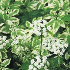 �\��̔� �h�����̍炭�� �A�G�S�|�f�B�E�� �c�i�����C���~�c�o�j�|�^�O�����A �o���G�K�[�^ 9cm�|�b�g ���N�� �K�[�f�j���O �ԕc �h����