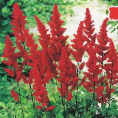 �\��̔� �h�����̍炭�� �A�X�`���x �c �t�@�i�� 9cm�|�b�g ���N�� �K�[�f�j���O �ԕc �h�����c hys4 4�����{�ȍ~����