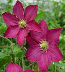 �\��̔� �N���}�`�X �c �}�_���G�h���[�h�A���h�� �W���b�N�}�j�[�n ��������̃N���}�`�X 2�N���c 10.5cm�|�b�g ochi 3����{�ȍ~����