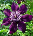 �\��̔� �N���}�`�X �c �p���T�[ �x�炫��֌n ��������̃N���}�`�X 2�N���c 10.5cm�|�b�g ochi 3����{�ȍ~����