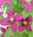 �\��̔� �N���}�`�X �c �I�����W�M���� �r�`�Z���n ��������̃N���}�`�X 2�N���c 10.5cm�|�b�g ochi 3����{�ȍ~����