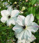 �\��̔� �N���}�`�X �c �T�j�[�T�C�h �r�`�Z���n ��������̃N���}�`�X 2�N���c 10.5cm�|�b�g ochi 3����{�ȍ~����