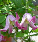 �\��̔� �N���}�`�X �c �x�� �e�L�Z���V�X�n ��������̃N���}�`�X 2�N���c 10.5cm�|�b�g ochi 3����{�ȍ~����